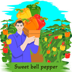 Farmer holding crate of sweet bell peppers. Pepper plantation. Agricultural field. Harvest season. Isolated vector illustration.