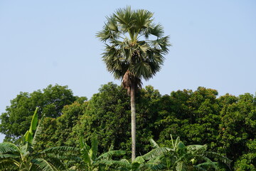 Palmyra palm tree with nature and sky background