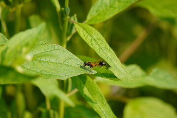 A mud dauber wasp resting on the leaf in closeup 