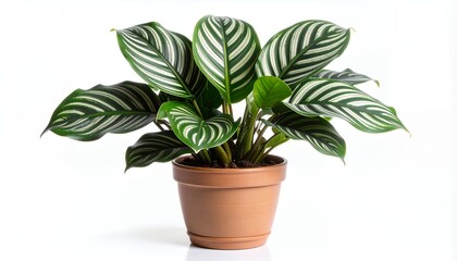 Calathea Orbifolia Houseplant - Vibrant Green Striped Foliage