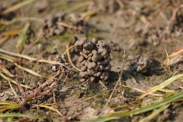 earthworm castings or worm castings in closeup 