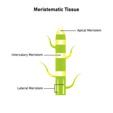 Plants Meristematic Tissue Science Design. Vector Illustration.