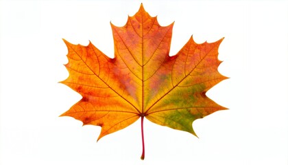 Obraz premium Vibrant Autumn Maple Leaf - Iconic Fall Colors and Natural Beauty