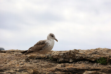 Young Common Gull up close in the Algarve, Portugal  
