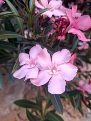 beautiful pink flowers in the garden