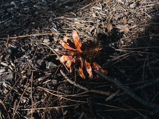 Pinecone on the ground