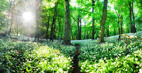 Spring Forrest. Fresh Green Woods in the Forest of Franconia, Germany. Blooming wild garlic.