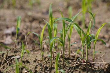 young corn plants growing in a field