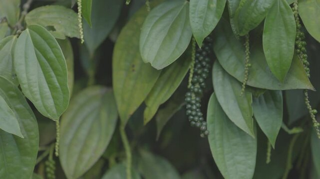 Black pepper grows on a tree. Seasoning grows. Black pepper lat. Piper nigrum, is the most popular spice in the world. Black pepper in the garden. ProRes 422 10 bit, C-LOG video