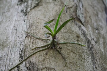 The epiphytic orchid, which is a type of plant that grows on another plant for support witch is found in deep forest