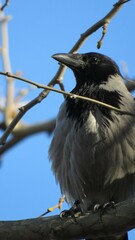 crow on a branch
