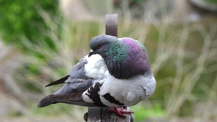 Provins, France - May 12, 2025: A pigeon grooming on a tower Cesar in Provins, France