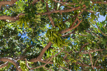 Carob tree branches with numerous green pods and dense leaf coverage shot from below, highlighting Mediterranean vegetation structure. Useful for agriculture websites or farming ads.