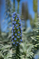 Echium plant with dense blue flower spike and spiky leaves under a blue sky. Perfect for botanical blogs. Showcase Mediterranean flora in your gardening content with this striking shot.