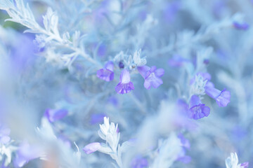 Close-up of purple lavender blooms with frosty leaves, perfect for gardening websites or herbal product ads. Enhance your botanical marketing with this natural floral shot.
