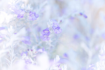 Ethereal lavender flowers against a misty backdrop, great for mindfulness apps or meditation guides. Use this soothing image to elevate your wellness project visuals.