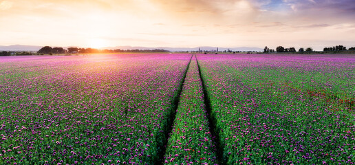 Drone view od Purple poppy field at sunset with sun, rural landscpae