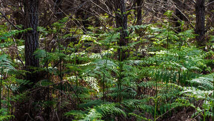 Forêt des Landes de Gascogne au printemps