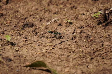 Emerald cockroach wasp resting on soil