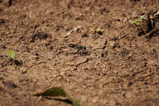 Emerald cockroach wasp resting on soil