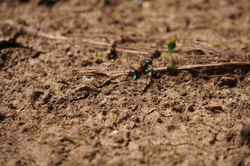 Emerald Cockroach Wasp, Jewel Wasp or Zombie Wasp on soil on closeup