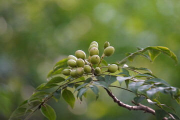 the fruits of what appears to be a Curry tree (Murraya koenigii), also known as Kadi Patta or Sweet...