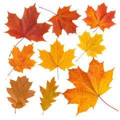Collection of Vibrant Autumn Maple Leaves Isolated on Black