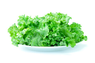 fresh green lettuce, Heap of fresh green curly kale leaves or leaf cabbage in white dish isolated on white background  close up stack