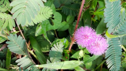 Wild grass from the shy princess plant type (mimosa pudica linn) has beautiful round purple flowers...