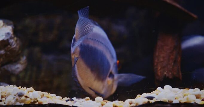 Shanghai, China. Blue Fish Uaru Swimming In Aquarium, Side close-up View. Uaru Cichlid Or Uaru Amphiacanthoides, Uaru Or Triangle Cichlid. Native To The Fast-moving Waters Of The Amazon. Mature Fish
