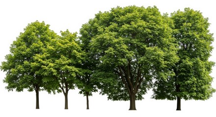 Fototapeta premium Collection of Verdant Trees Isolated on a Clean White Background