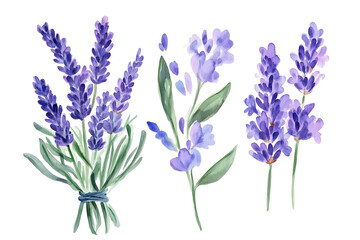 Obraz premium Watercolor lavender flowers on transparent background png cutout isolated arrangement
