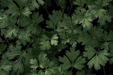 Close-up of green leaves, providing a textured and abstract nature background. Rich textures, exotic greenery, arboretum and botanical patterns.
