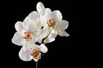 Obraz premium White Orchid Against Dark Background