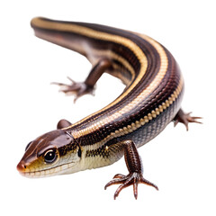 Obraz premium Five-lined Skink: Care Guide & Facts