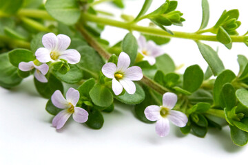 Brahmi leaves and flowers (Bacopa Monnieri) arranged on white background