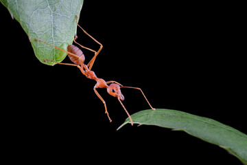 Weaver ants try to cross the next leaf on isolated backkground, Weaver ant activity on leaf with black background
