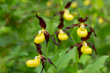 Wilde Schönheit: Frauenschuh Orchideen blühen im Warmtal auf der Schwäbischen Alb.