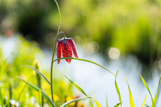 Fritillaria meleagris flower blooming outdoors in natural light