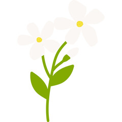 Hand Drawn Jasmine Flower