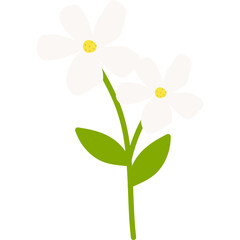 Hand Drawn Jasmine Flower