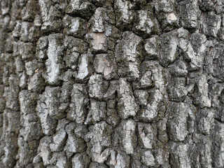 tree bark background