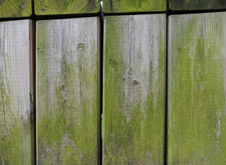 wood moss texture background