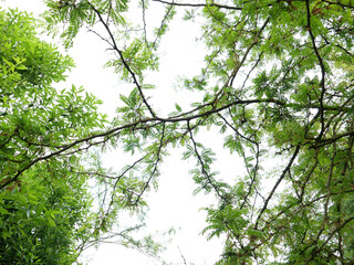 carob tree against the sky background