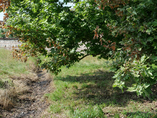 plane tree scient. name Platanus