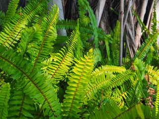 Bright fern leaves in afternoon garden for close up nature and environment background.