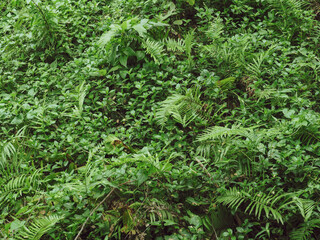 Lots of leaves in a dense shady forest for nature and environment background.