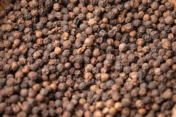 black pepper in closeup. Pepper, which has the Latin name Piper nigrum, is a plant that is rich in chemical content, such as pepper oil, fatty oil, and starch.