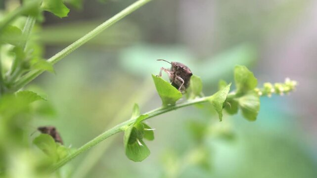 White-spotted Jewel Bug (Scutelleridae) or Paracritheus trimaculatus (Shield-backed Bug) on Green Leaf.