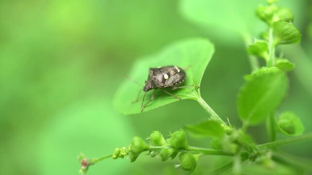 White-spotted Jewel Bug (Scutelleridae) or Paracritheus trimaculatus (Shield-backed Bug) on Green Leaf.